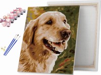 Pies golden retriever - Malowanie po numerach