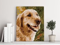 Pies golden retriever - Malowanie po numerach