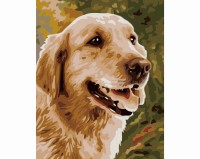 Pies golden retriever - Malowanie po numerach
