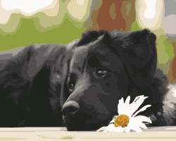 Czarny labrador - Malowanie po numerach