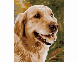 Pies golden retriever - Malowanie po numerach