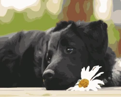 Czarny labrador - Malowanie po numerach