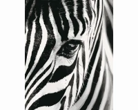 Zebra - Malowanie po numerach