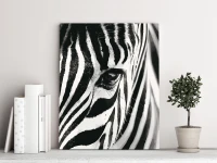 Zebra - Malowanie po numerach