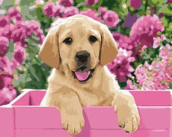 Biszkoptowy labrador - Malowanie po numerach