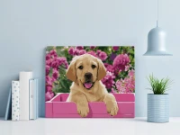 Biszkoptowy labrador - Malowanie po numerach