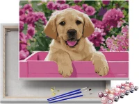 Biszkoptowy labrador - Malowanie po numerach