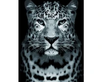 Dziki leopard - Malowanie po numerach