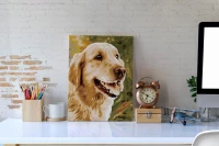 Pies golden retriever - Malowanie po numerach
