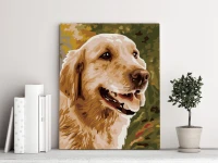 Pies golden retriever - Malowanie po numerach