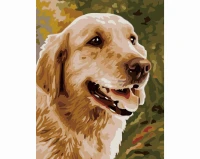 Pies golden retriever - Malowanie po numerach