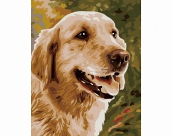 Pies golden retriever - Malowanie po numerach